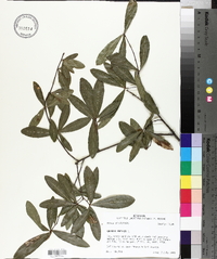 Quercus phellos image