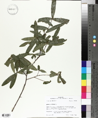 Quercus phellos image