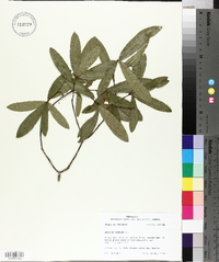 Quercus phellos image