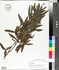 Quercus phellos image