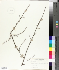 Quercus phellos image