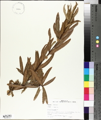 Quercus phellos image