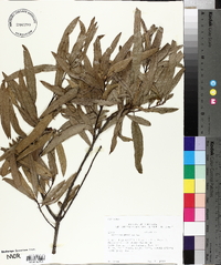 Quercus phellos image