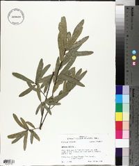Quercus phellos image
