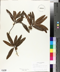 Quercus phellos image