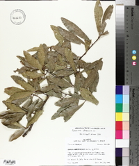 Quercus phellos image