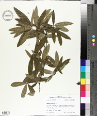 Quercus phellos image