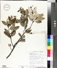 Quercus parvula var. shrevei image