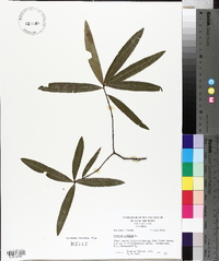 Quercus phellos image