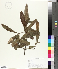 Quercus phellos image