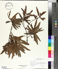 Quercus phellos image