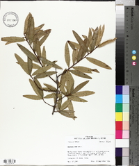 Quercus phellos image