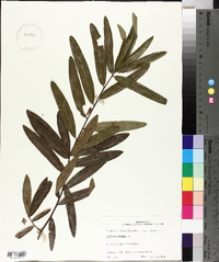 Quercus phellos image