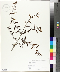 Quercus phellos image