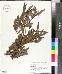 Quercus phellos image