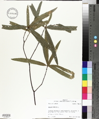Quercus phellos image