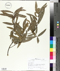 Quercus phellos image