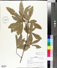 Quercus phellos image