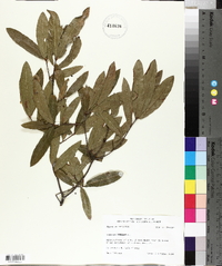 Quercus phellos image