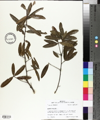 Quercus phellos image