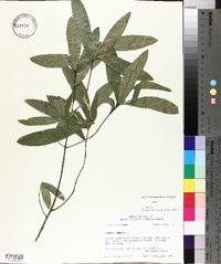 Quercus phellos image