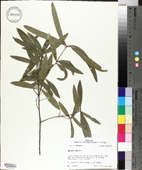 Quercus phellos image