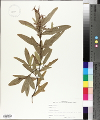 Quercus phellos image