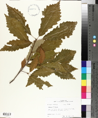 Quercus prinoides image