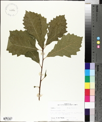 Quercus prinoides image