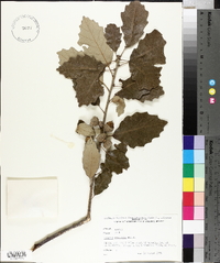 Quercus prinoides image
