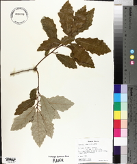 Quercus prinoides image