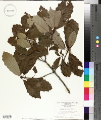 Quercus prinoides image