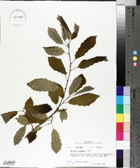 Quercus prinoides image