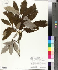 Quercus prinoides image