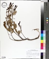 Quercus pumila image