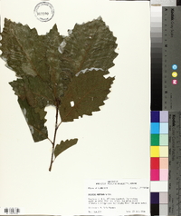 Quercus montana image