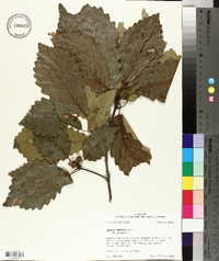 Quercus montana image