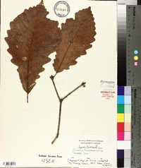 Quercus montana image