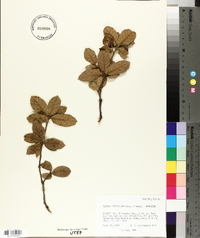 Quercus rugosa image