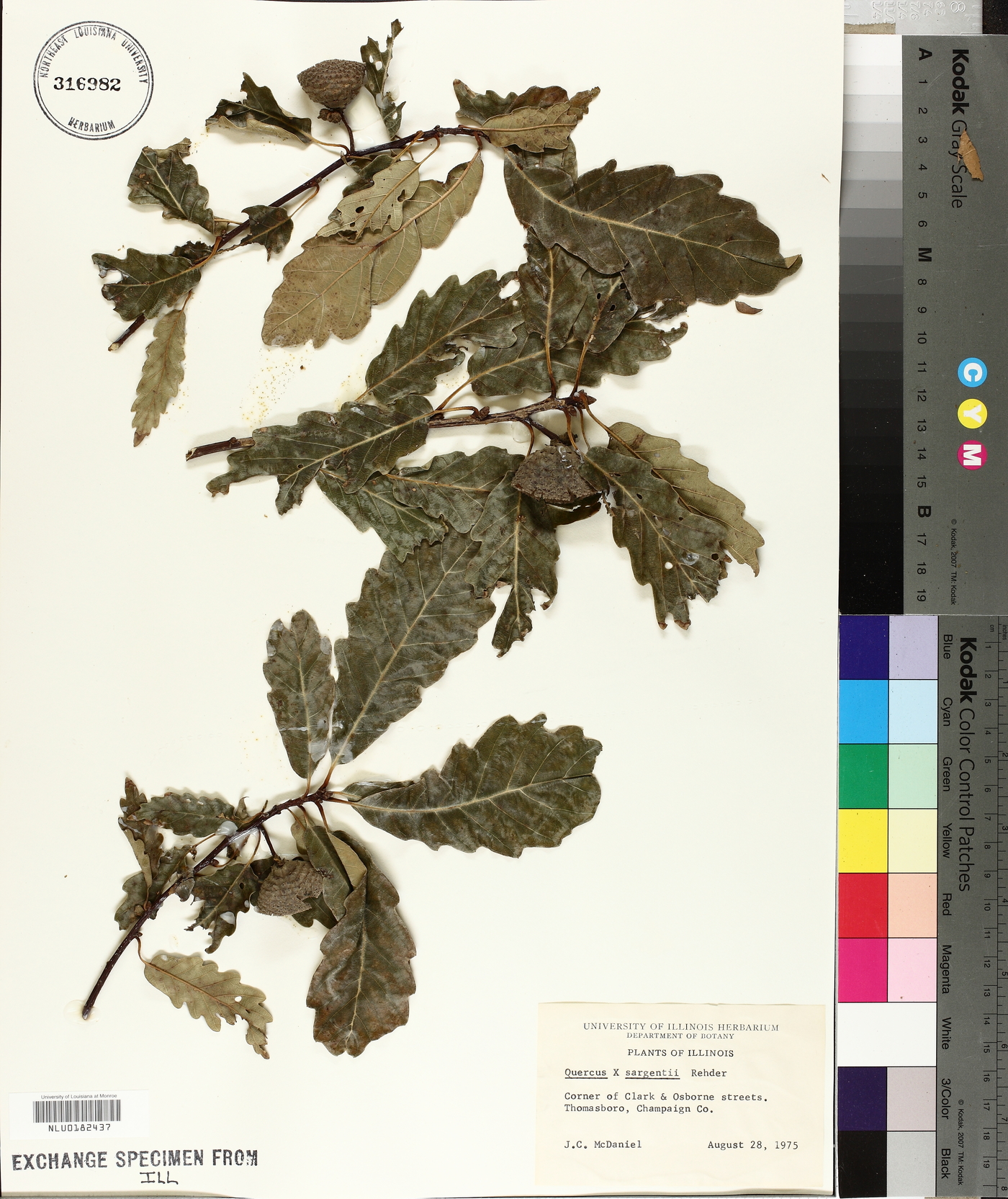 Quercus x sargentii image