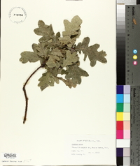 Quercus robur image