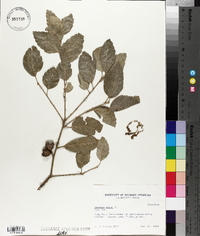 Quercus suber image