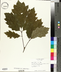 Quercus rubra var. rubra image