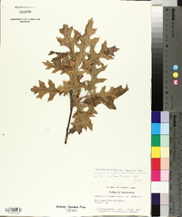 Quercus shumardii var. shumardii image