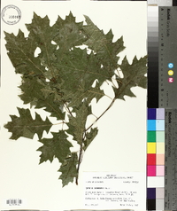 Quercus shumardii image