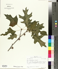 Quercus shumardii var. shumardii image