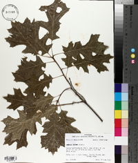 Quercus texana image