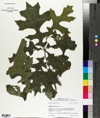 Quercus texana image