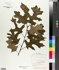 Quercus texana image