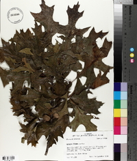 Quercus texana image